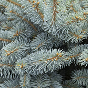 Spruce, Blue Globe TF #10